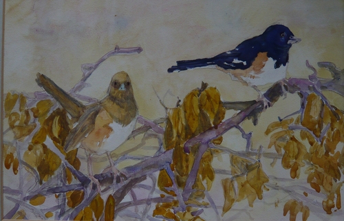 Painting-Animals-Towhee pair
