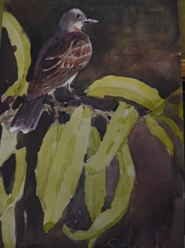 Painting-Animals-kingbird