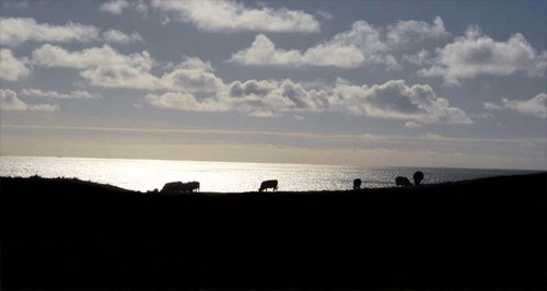 Cows%20on%20the%20Hill (thumbnail)