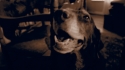 dog - Abstract Photography