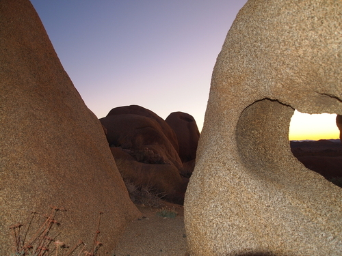joshua tree