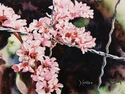 Painting--Watercolor-BotanicalThe Great Escape
