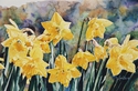Painting--Watercolor-BotanicalDaffodils on Parade