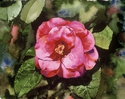 Painting--Watercolor-PhotorealismCamille's Camellia