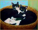 The Tuxedo Brothers  