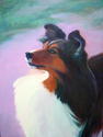 Sheltie