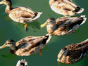 Ducks%20I (thumbnail)