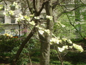 Central%20Park%20Dogwood (thumbnail)
