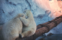 Bear%20Hug (thumbnail)
