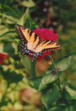 My%20Zinnia%20Garden%20II (thumbnail)