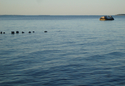 Long%20Island%20Sound%20XVII (thumbnail)