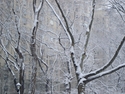 Snowy%20Branches%20III (thumbnail)