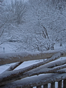 Central%20Park%20Perch%20%202.3.09 (thumbnail)