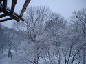 Log%20Roof%2C%20Central%20Park%202.3.09 (thumbnail)