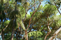 Watercolor%20Pines (thumbnail)