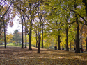 September%20Shade%20Trees (thumbnail)