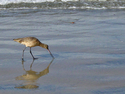 La%20Jolla%20Sandpiper (thumbnail)