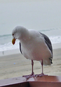 The%20La%20Jolla%20Gull (thumbnail)