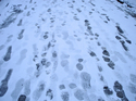 Footprints%202.09 (thumbnail)