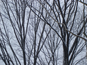Snowy%20Branches%20I (thumbnail)