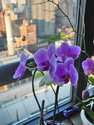 Windowsill%20Orchids%20Revised (thumbnail)