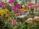 28th%20Street%20Orchids (thumbnail)