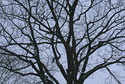 Sunday%20Tree (thumbnail)