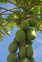 Coconuts (thumbnail)