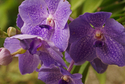 Courtyard%20Orchids (thumbnail)
