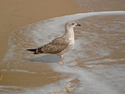 Speckled%20Gull%20-%20Ft.%20Lauderdale%20 (thumbnail)