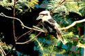 Kookaburra (thumbnail)