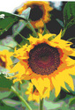 My%20Garden%20Sunflowers (thumbnail)