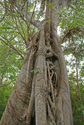 The%20Hammock%20Tree (thumbnail)