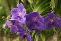 Bonnet%20House%20Courtyard%20Orchids (thumbnail)