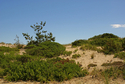 Amagansett%20Dunes%20I (thumbnail)