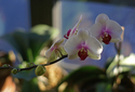 Perfect%20Orchids (thumbnail)