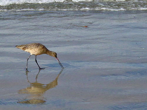 La%20Jolla%20Sandpiper (large view)