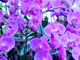 Photography--Color-LandscapeRockefeller Orchids