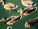 Photography--Color-NatureDucks I