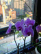 Photography--Color-LandscapeWindowsill Orchid I