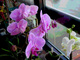 Photography--Color-LandscapeWindowsill Orchid V