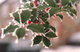 Photography--Color-GenreHolly
