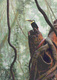 Photography--AnimalsToucan