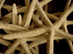 Photography--Digital-NatureStarfish