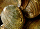 Photography--Digital-LandscapeAbalone
