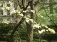 Photography--Digital-LandscapeCentral Park Dogwood
