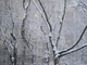 Photography--Digital-LandscapeSnowy Branches III
