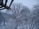 Photography--Digital-LandscapeLog Roof, Central Park 2.3.09