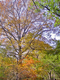 Photography--Digital-LandscapeSeptember Trees