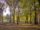 Photography--Digital-LandscapeSeptember Shade Trees